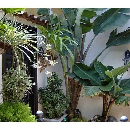 Apartment Monasterio De San Antonio - Adults Only Icod De Los Vinos